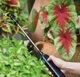 Портативный аккумуляторный опрыскиватель для растений / садовый опрыскиватель со шлангом LY-1014 AND 2054369 мультиколор 2054369 - изображение 5