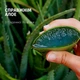 Шампунь для волосся "Алое" - Herbal Essences Moisturise Aloe Shampoo 350ml (1312388-3975453) - изображение 3