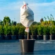 Чехол для укрытия растений Gardenlife РУКАВ 300×80 - изображение 2