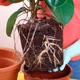 Субстрат крафтовий для фікуса 3л (Ficus) - зображення 2
