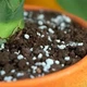 Субстрат крафтовий для фікуса 3л (Ficus) - зображення 5