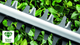 Кущоріз Bosch AdvancedHedgeCut 70 (06008C0903) - зображення 8