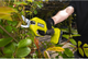Секатор Ryobi ONE+ RY18SCA-0 (5133005024) - зображення 4