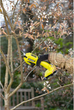 Секатор Ryobi ONE+ RY18SCA-0 (5133005024) - зображення 6