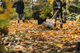 Граблі для прибирання листя Fiskars Xact XXL 615 мм (1027036) - зображення 6