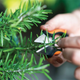 Nożyczki do ziół Fiskars Solid Herb Snips SP-220 (1063326) - obraz 3