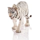 Игрушка-фигурка Тигр белый Schleich 14731 - изображение 2