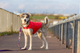 Kurtka dla psa Have a Pet Urban Czerwona 40 cm 260870 (5905546344104) - obraz 6