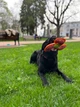 Игрушка для собак WAUDOG Fun, "Пропеллер", Розовая (62067) - изображение 6