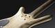 Бас-гітара Warwick Corvette $$ 4 Natural Oil Finish (Corvette$$4 Nat) - зображення 6