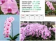 Орхідея (підліток зараз без квітів) TopDreams фаленопсис Phal 1189 Pink Qween рожеві королевські орхідеї з крупними квітами 13 см 1.7 (мох) - изображение 2