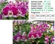 Орхідея (підліток зараз без квітів) TopDreams фаленопсис Phal 133 Purple Pink квіти 10 см 1.7 (мох) - изображение 2