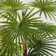 Штучна рослина Homla Tropical Zone пальма 150 cм (5906496740626) - зображення 3