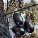Набір "Чорні яйця" з поліном для ритуалу очищення - зображення 5