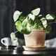 Квітковий горщик з підставкою ІКЕА MUSKOTBLOMMA 12 см (00454883) - изображение 5