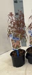 Японський клен Japanese maple, acer palmatum Garnet, 30 см, горшок 10 - зображення 1