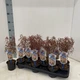 Японський клен Japanese maple, acer palmatum Garnet, 30 см, горшок 10 - зображення 3