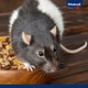 Корм Vitakraft Premium Menu Vital для крыс 1 кг (4008239256577) - изображение 5