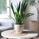 Горщик керамічний "Конус" 2,5 л Rezon Білий Р005 - изображение 1