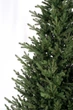 Ялинка лита "Віденська" Зелена 3,00 м (SG2984840022270) ТМ SigaGroup - зображення 2