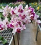 Орхідея (підліток зараз без квітів) TopDreams Phal 5069 Witch Gem (Little Gem Stripes peloric - 3 lips) квіти 5 см 1.7 (мох) - изображение 8