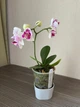 Орхідея (підліток зараз без квітів) TopDreams Phal 5069 Witch Gem (Little Gem Stripes peloric - 3 lips) квіти 5 см 1.7 (мох) - изображение 11