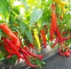 Семена Перец горький Хариет 0,4 г Тирас Moravo Seed - изображение 2