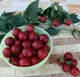 Семена Перец острый Коралл 0,3 г Тирас Moravo Seed - изображение 2