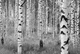 Фото обои Панно KOMAR Woods флизелиновые моющиеся XXL4-023 (368х248 см) - изображение 1