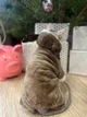 Костюм для котов (кошек) флисовый Новогодний Олень M Коричневый - изображение 7