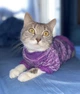 Джемпер для котов (кошек) Classic XL Фиолетовый - изображение 5
