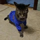 Джемпер для котов (кошек) Classic M Синий - изображение 7