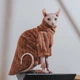 Флисовая кофта для котов (кошек) Фараон L Коричневый - изображение 5
