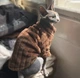 Флисовая кофта для котов (кошек) Фараон L Коричневый - изображение 6