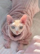 Флисовая кофта для котов (кошек) Фараон 2XL Персиковый - изображение 5