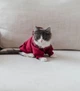 Толстовка для котов (кошек) Кенгуру XL Красный - изображение 10