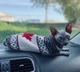 Свитер для котов (кошек) Канада XL Серый - изображение 11