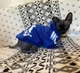 Толстовка для котов (кошек) Adidog 2XL Синий - изображение 6