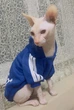 Толстовка для котов (кошек) Adidog 2XL Синий - изображение 7