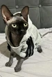 Толстовка для котов (кошек) Adidog M Серый - изображение 5