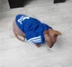 Толстовка для котов (кошек) Adidog 2XL Синий - изображение 10