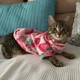 Толстовка для котов (кошек) Лаки Клубника S Розовый - изображение 3