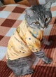 Кофта для котов (кошек) Лаки Африка XS Желтый - изображение 5