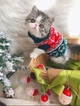 Светр для котів (кішок) Візерунки XL Зелений - зображення 11