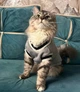 Свитер для котов (кошек) Бостон S Серый - изображение 8