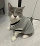 Свитер для котов (кошек) Бостон S Серый - изображение 12