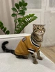 Свитер для котов (кошек) Бостон S Горчичный - изображение 13