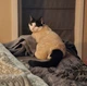 Костюм для котів (кішок) флісовий Пухнастик L Бежевий - зображення 6