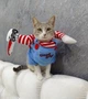 Костюм для котов (кошек) Чаки XS Разноцветный - изображение 8