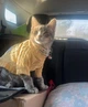 Кофта для котов (кошек) Кружево XS Желтый - изображение 6